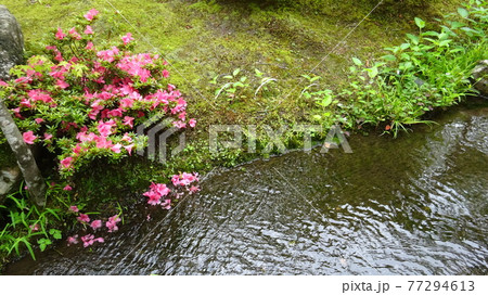 清らかな水辺にひっそりとさくつつじの花 77294613