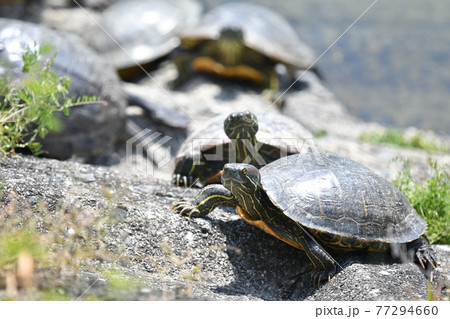 カメ 77294660