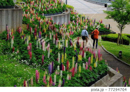 ルピナス花壇の散策 【相模原市津久井 5月】 ルピナス花壇の散策 【相模原市津久井 5月】 77294704