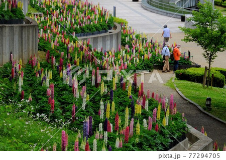 ルピナス花壇の散策　【相模原市津久井　5月】 77294705