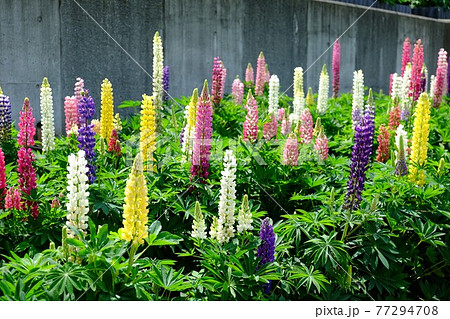 ルピナスの花壇 相模原市津久井 5月 の写真素材
