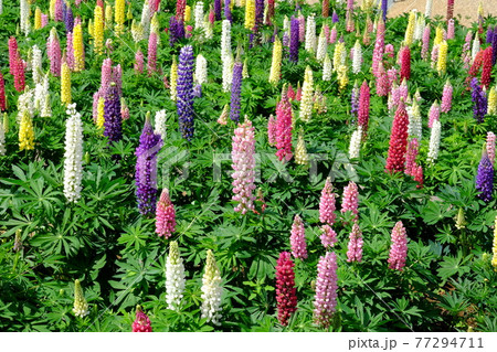 ルピナスの花園 【相模原市津久井 5月】 ルピナスの花園 【相模原市津久井 5月】 77294711
