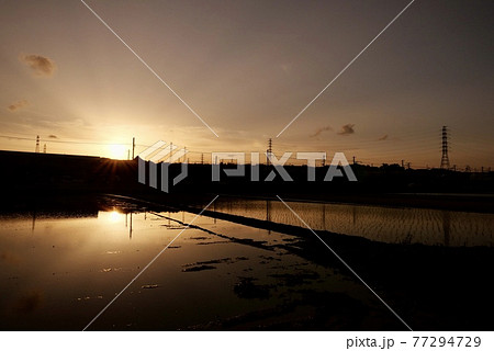 水田の夕日 77294729