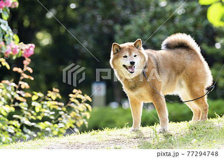 新緑の公園を散歩する柴犬 新緑の公園を散歩する柴犬 77294748
