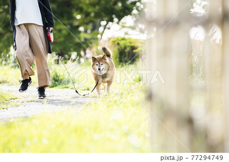 新緑の公園を散歩する柴犬 77294749