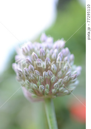 ニンニクの花の写真素材