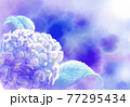 紫陽花 77295434