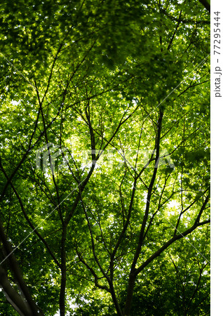 モミジの若葉 春の風景 モミジの若葉 春の風景 77295444
