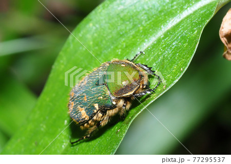 コアオハナムグリ 77295537