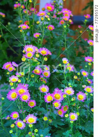 菊の花の風景 77295572