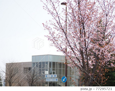 JR恵庭駅と花が咲いた桜の木 77295721