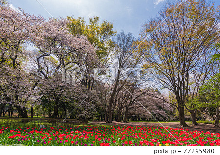 東京お花見散歩、世田谷区砧公園の満開桜のお花見 東京お花見散歩、世田谷区砧公園の満開桜のお花見 77295980