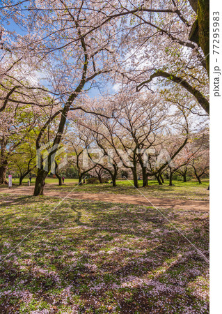 東京お花見散歩、世田谷区砧公園の満開桜のお花見 77295983