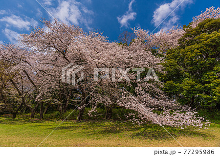 東京お花見散歩、世田谷区砧公園の満開桜のお花見 77295986