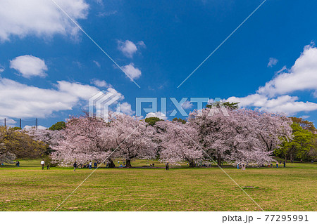 東京お花見散歩 世田谷区砧公園の満開桜のお花見の写真素材