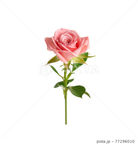 Beautiful single pink rose isolated on white background 77296010