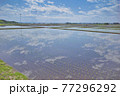 田んぼのリフレクション 77296292