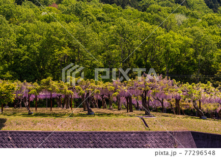 藤公園 和気藤公園 春 晴天 中国地方 岡山県 和気郡の写真素材