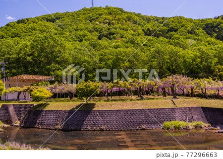 藤公園 和気藤公園 春 晴天 中国地方 岡山県 和気郡の写真素材