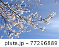 青空に映える満開の桜 77296889