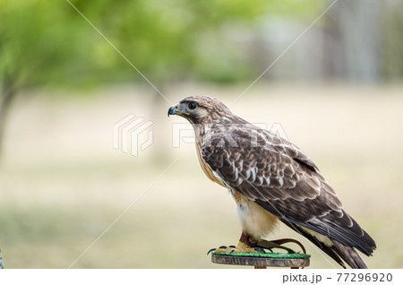 ノスリ 猛禽類 ノスリ 猛禽類 77296920