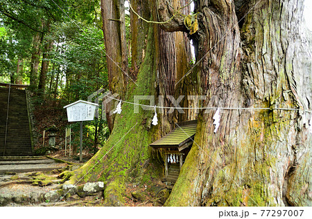 埼玉県ときがわ町 パワースポット萩日吉神社の御神木 児持杉の写真素材