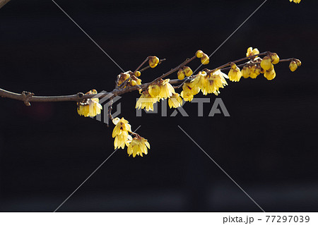 蝋梅の花	 77297039