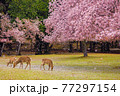 奈良公園　桜吹雪の中の鹿 77297154