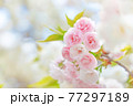 二条城の桜　満開の松月 77297189
