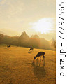 奈良公園　朝日の飛火野と鹿　縦位置 77297565