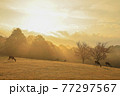 奈良公園　朝日の飛火野と鹿　遠景 77297567