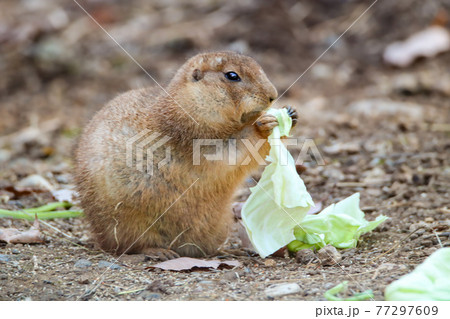 キャベツを食べるオグロプレーリードッグ 77297609