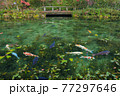 モネの池と鯉　横位置 77297646