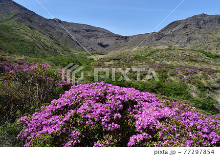 仙酔峡に咲くミヤマキリシマ【5月】 77297854