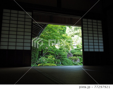 山口県防府市の周防阿弥陀寺で畳の部屋から障子越しに庭の緑を見る 77297921