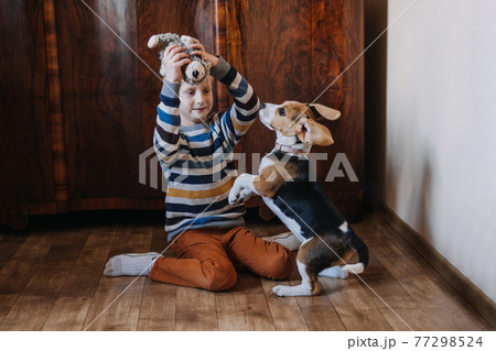 Games to play with beagle puppies. How to Entertain puppy and adult Beagle Indoors, Fun Ways to Exercise Beagle. Cute little Beagle puppy and kid boy playing on the floor at home 77298524