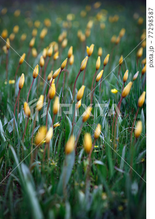 beautiful wild yellow tulips on the meadow 77298587