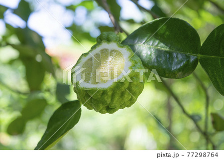 Close up of the Bergamot fruit, cut in half on the tree. 77298764