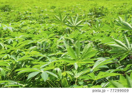 Cassava plantation farm with blue sky in a farm Cassava plantation farm with blue sky in a farm 77299009