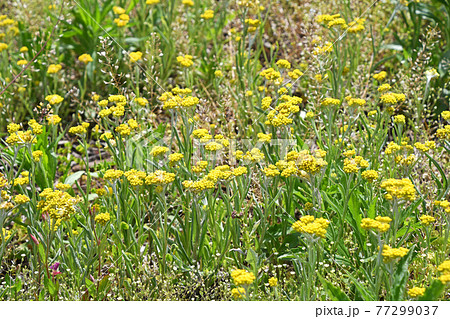 ハハコグサ（母子草） 77299037