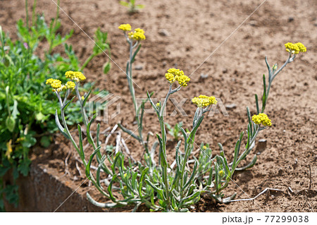 ハハコグサ（母子草） 77299038