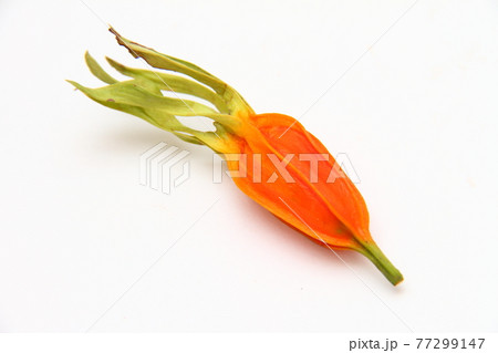 クチナシ09 77299147