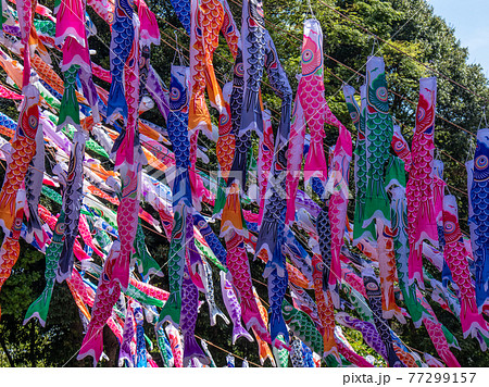 沢山の鯉のぼり 沢山の鯉のぼり 77299157