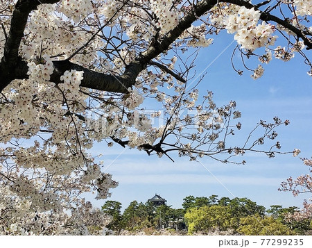 満開の桜越しに望む岡崎城〈乙川河川緑地/愛知県岡崎市〉 77299235