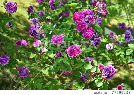 バラの花 77299238