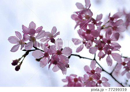 花 フラワー お花 77299359