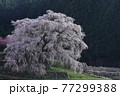 奈良の有名な巨大枝垂れ桜・又兵衛桜 77299388