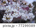 京都・哲学の道に咲く美しい桜の花びら 77299389