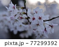 京都・哲学の道に咲く美しい桜の花びら 77299392