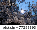 京都・哲学の道で満月と夜桜を楽しむ 77299393
